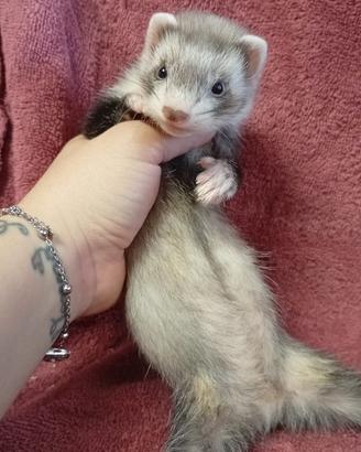 Furetti