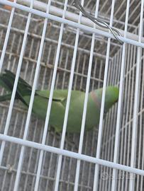 Parrocchetto da collare
