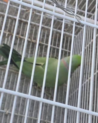 Parrocchetto da collare