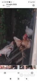 Galline
