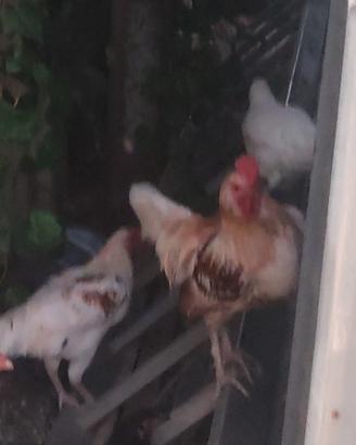 Galline