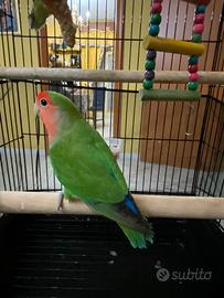 Cercò calopsite allevato a mano per questi