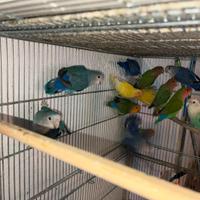 Inseparabili singoli e coppie