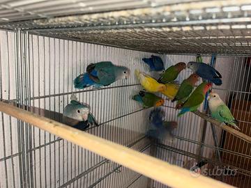 Inseparabili singoli e coppie