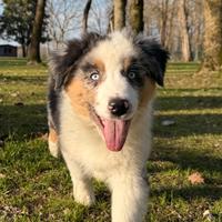 Cucciolo Australian Shepherd / Pastore Australiano