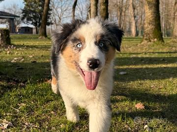 Cucciolo Australian Shepherd / Pastore Australiano