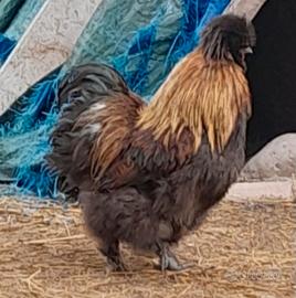 Gallo di moroseta