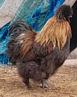 Gallo di moroseta