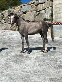 Purosangue arabo
