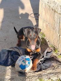 Dobermann