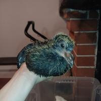 Colombi piccioni pulli sottobanca allevati a mano