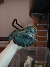 Colombi piccioni pulli sottobanca allevati a mano