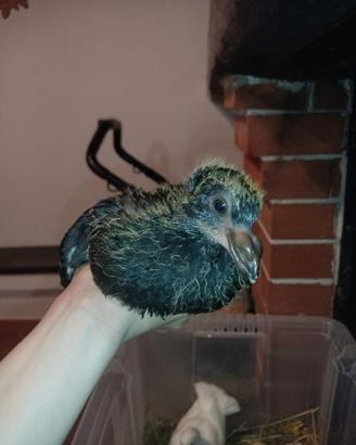 Colombi piccioni pulli sottobanca allevati a mano