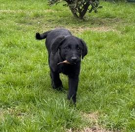 Labrador Femmina Nera