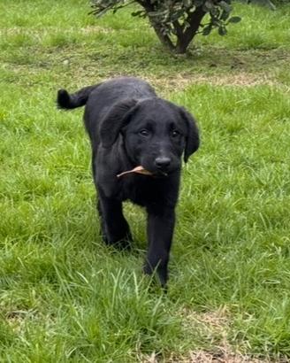 Labrador Femmina Nera