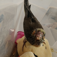 Pappagallo calopsite