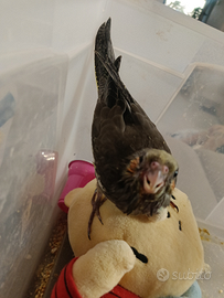 Pappagallo calopsite