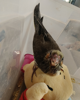 Pappagallo calopsite