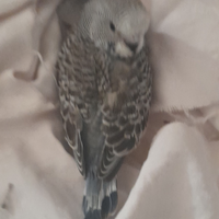 Piccioncini "Lovebirds"