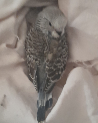 Piccioncini "Lovebirds"