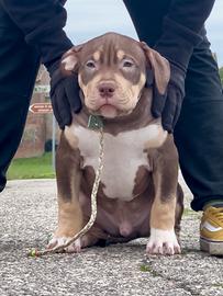 American Bully maschio
