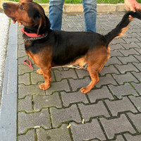 Cani da cinghiale