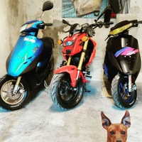 Pincher maschio da Monta con Pedigree