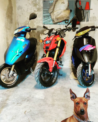 Pincher maschio da Monta con Pedigree