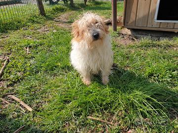 Jack Russell Terrier Fattrici