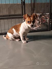 Cucciolo di Chihuahua