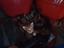 Immagine 3