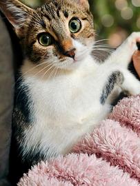 Gattina