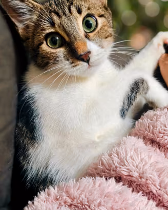 Gattina