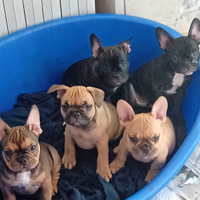 Cuccioli di bulldog dog francese