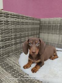 Cuccioli di bassotto 