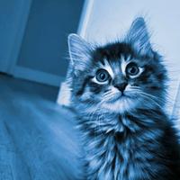 Gattini Mix ( pelo lungo)