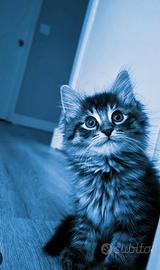 Gattini Mix ( pelo lungo)