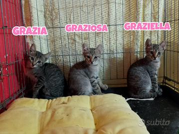 Grazia , Graziella e Graziosa gattine di 3 mesi