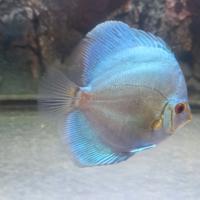 2 discus blu cobalto di 1 anno