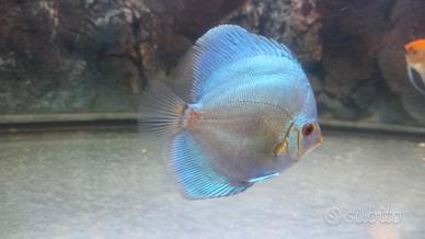 2 discus blu cobalto di 1 anno