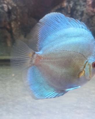 2 discus blu cobalto di 1 anno