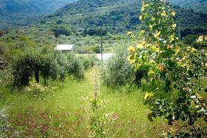 RGE 245/1996 - Tribunale di Patti - Lotto 3