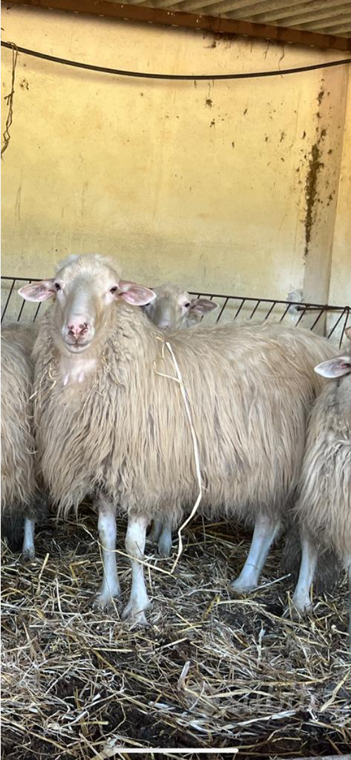 Arieti razza sarda selezionati - Animali In vendita a Sud Sardegna