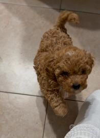 Ultimo barboncino mini toy