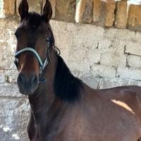 Cavallo prs con documenti