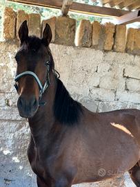 Cavallo prs con documenti