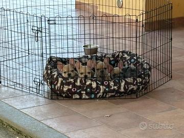 Cuccioli bulldog francesi