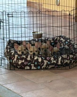 Cuccioli bulldog francesi