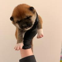Cuccioli Akita Inu