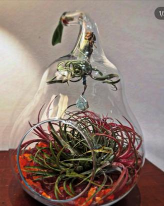 Terrari vetro